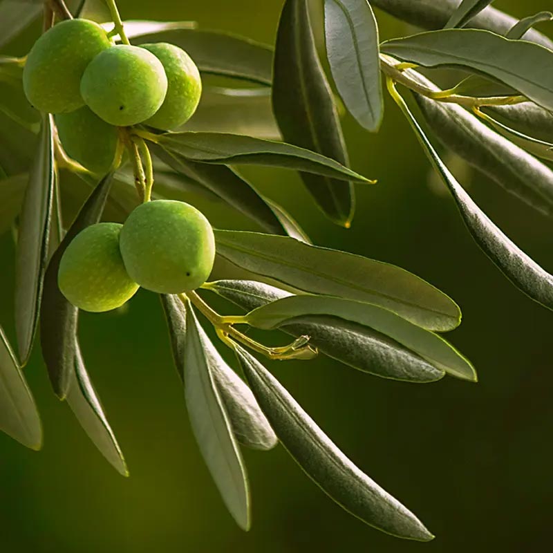 MACROVITA Σειρά Ελιάς