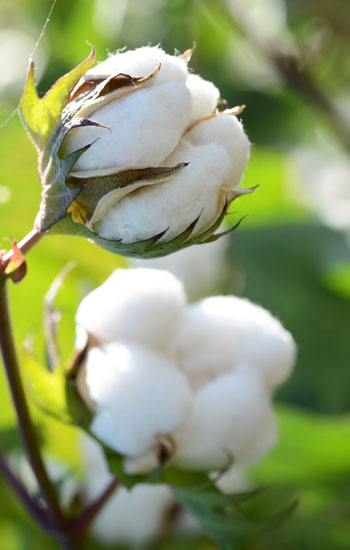 MACROVITA COTTON