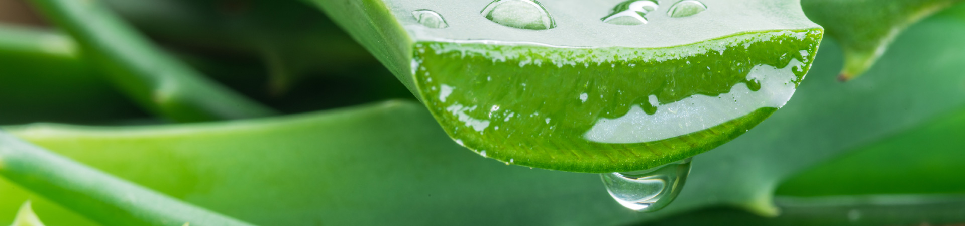 Macrovita Aloe vera