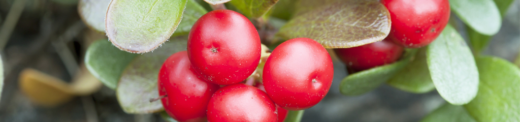 Bearberry-arctostaphylos