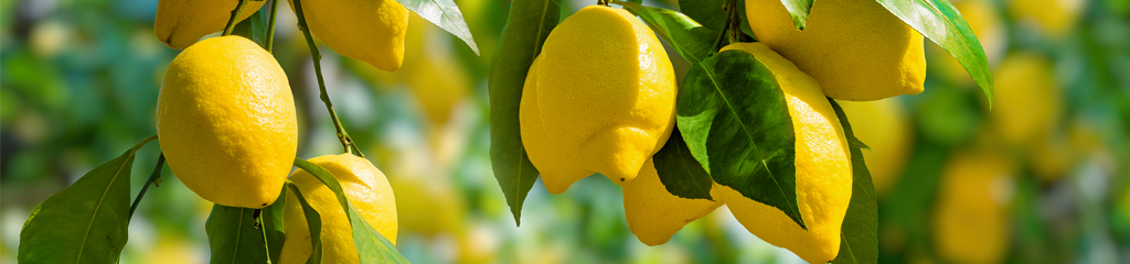 Macrovita Lemon
