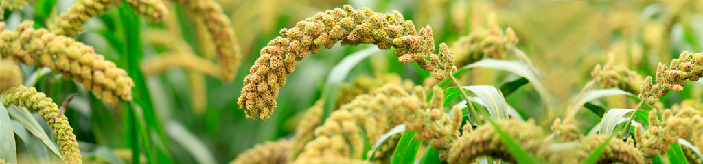 Macrovita Millet